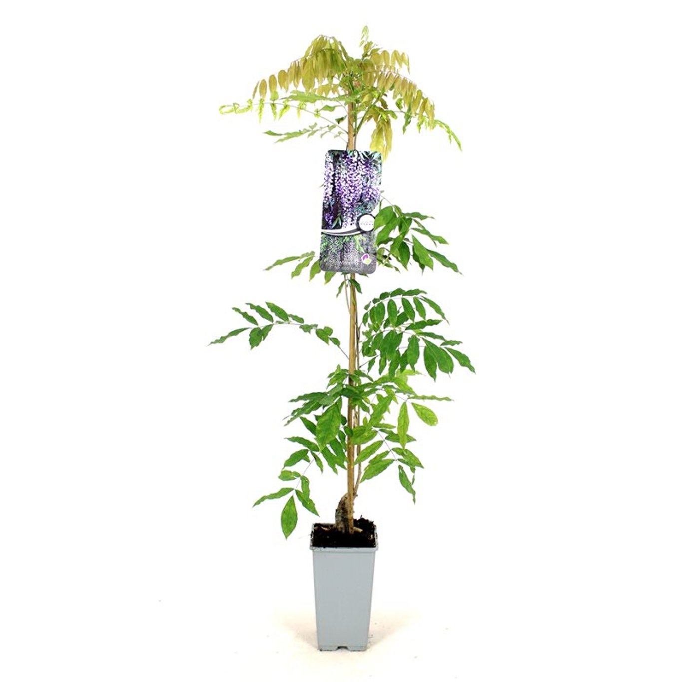 Wisteria flor. 'Issai-naga' - C2 80-100 CM Stick